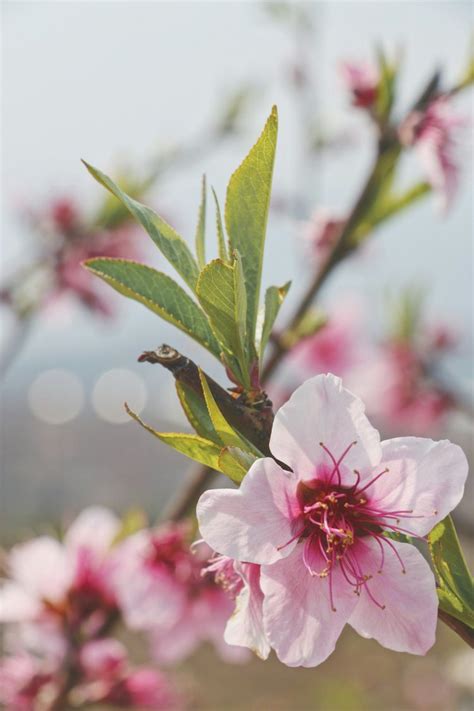 好桃花|2024年「增強桃花運」居家風水4大秘訣：桃花星方位要擺對，燈。